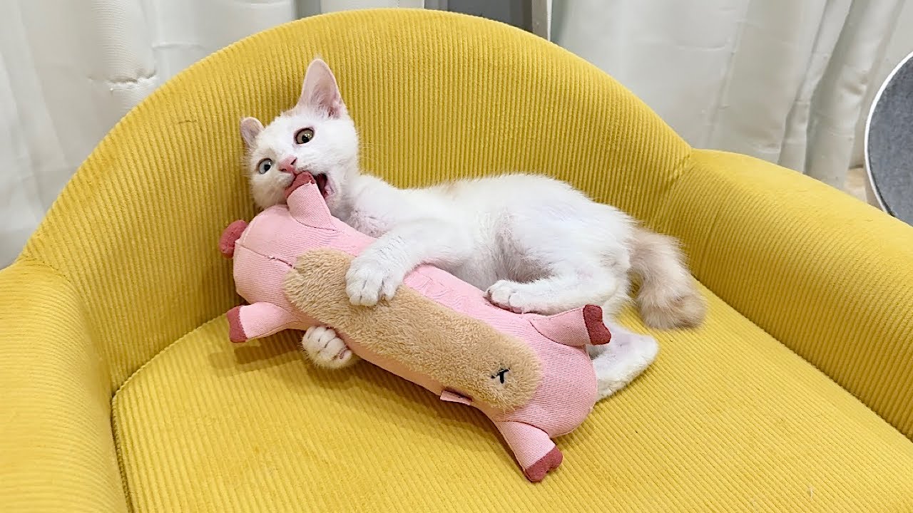 生まれて初めてぬいぐるみをプレゼントされた保護猫が嬉しすぎてこうなっちゃいました…笑