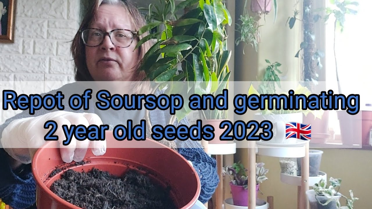 Repot of Soursop and germinating 2 year old seeds 2023 in the UK 🇬🇧