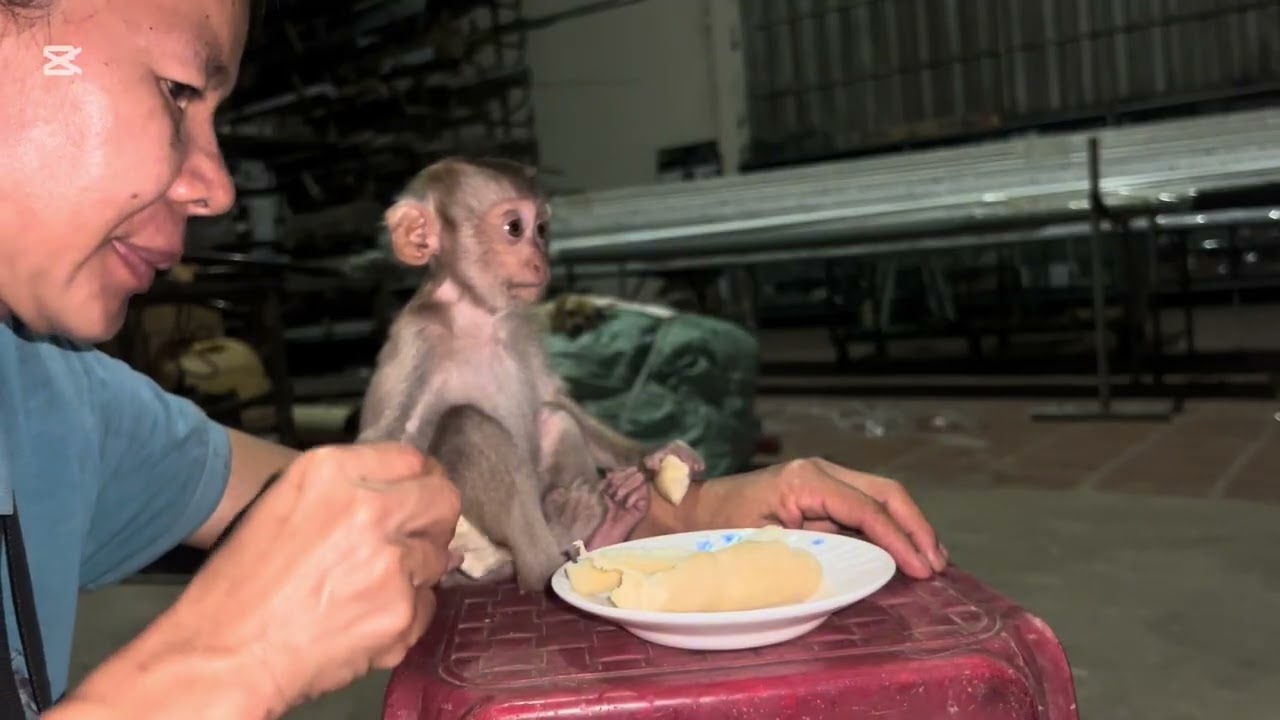 Mary is scared of the dog #monkey  #mary #animals