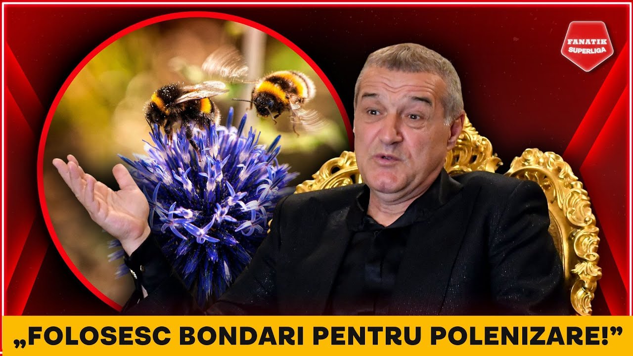 DEZVALUIRI SPUMOASE ale lui Gigi Becali. TRANSFERA bondari pentru a-si cultiva fructele in sera