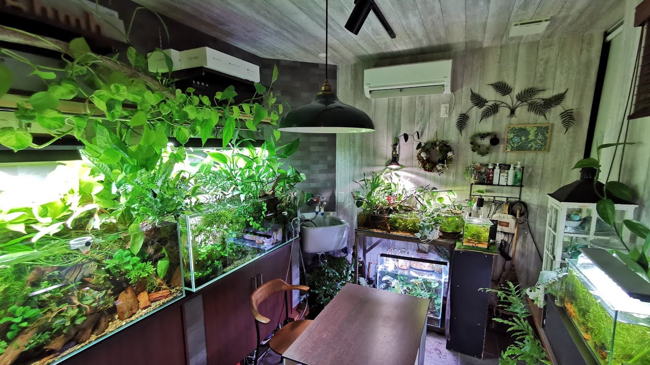 【癒しの空間】ナウシカの部屋のような緑あふれる水槽部屋！