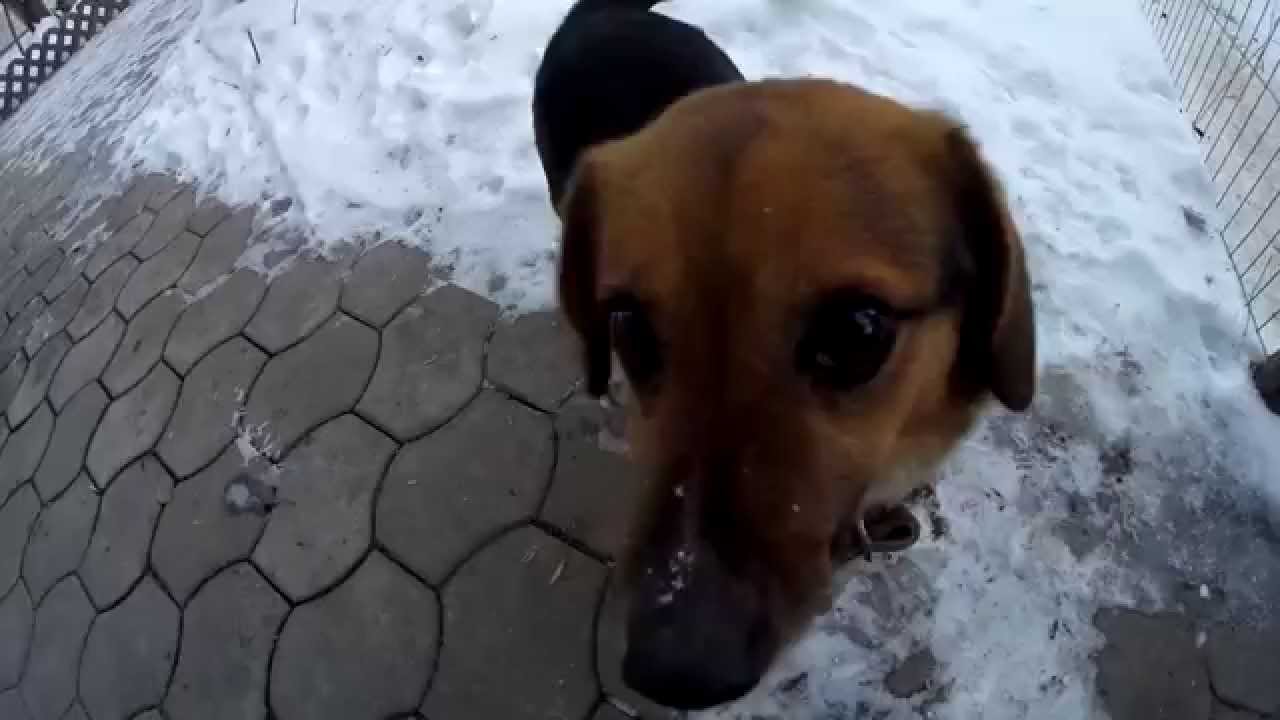 GoPro: Weekend with dog