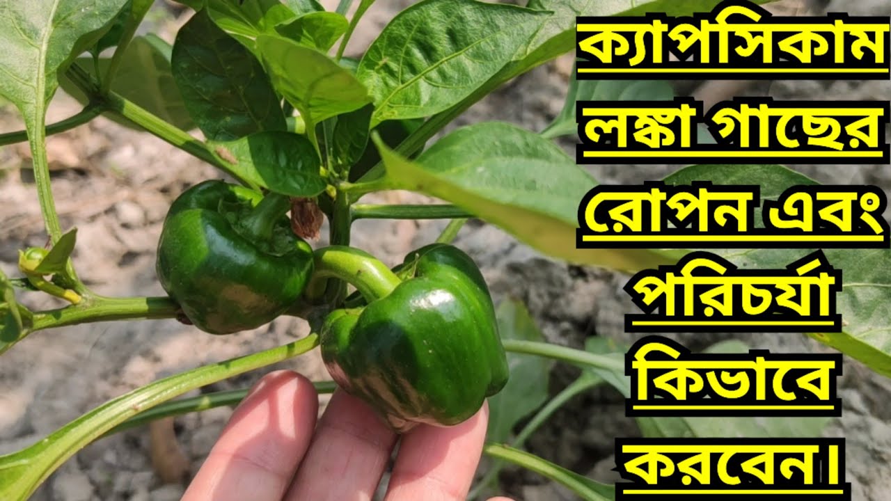 ক্যাপসিকাম লঙ্কা গাছের রোপন এবং পরিচর্যা কিভাবে করবেন।।Plant and Care for Capsicum Chilli Plants।।