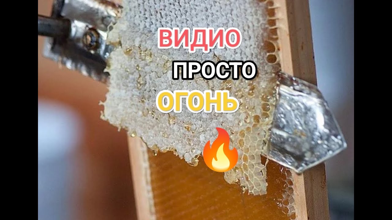 Пчелиный забрус ценнейший продукт пчеловодства .