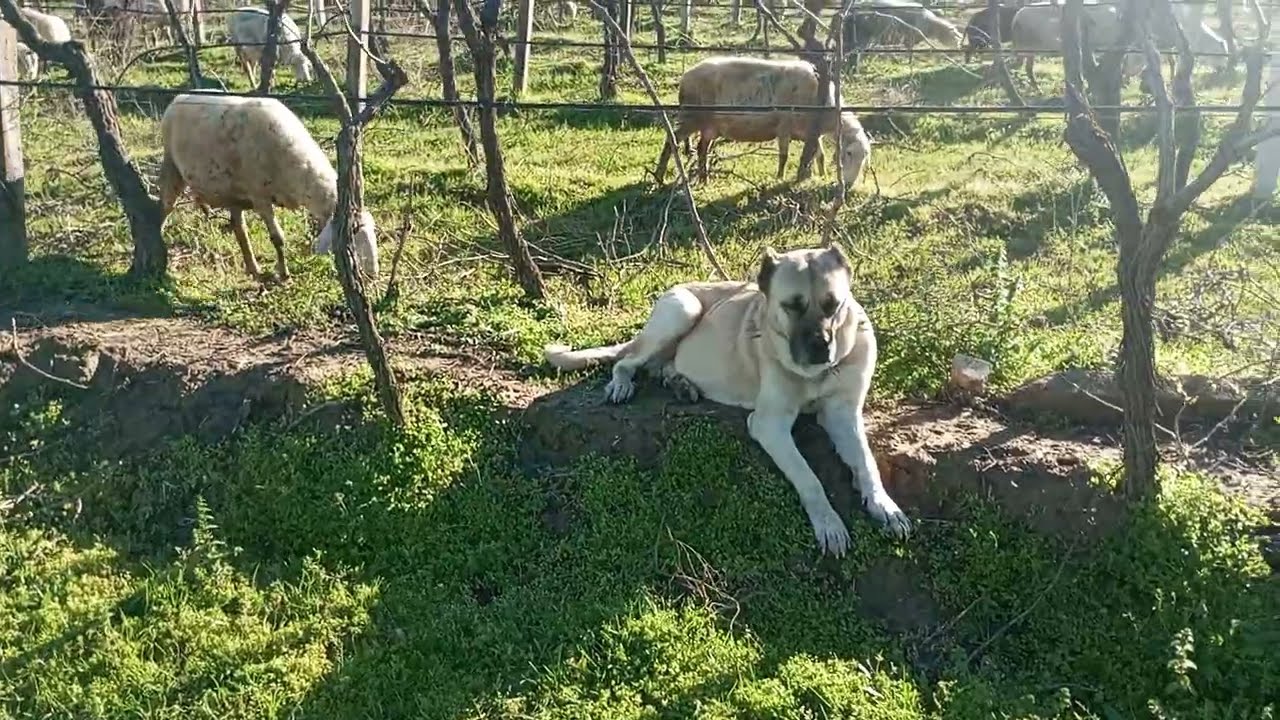 PAŞA YARAMAZLIK YAPMIŞ. ONA MECBUREN Bİ ÇÖZÜM BULMALIYIZ. KÖYDEKİ KÖPEKLERİ HİÇTE TOPLAMAMIŞLAR. 