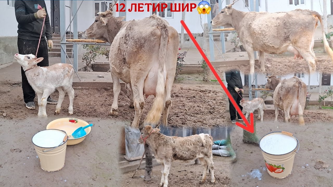 😱12 ЛЕТИР ШИР😱. ТЕЛ:+992 008 08 88 47🫵🤙.  19 января 2026 г