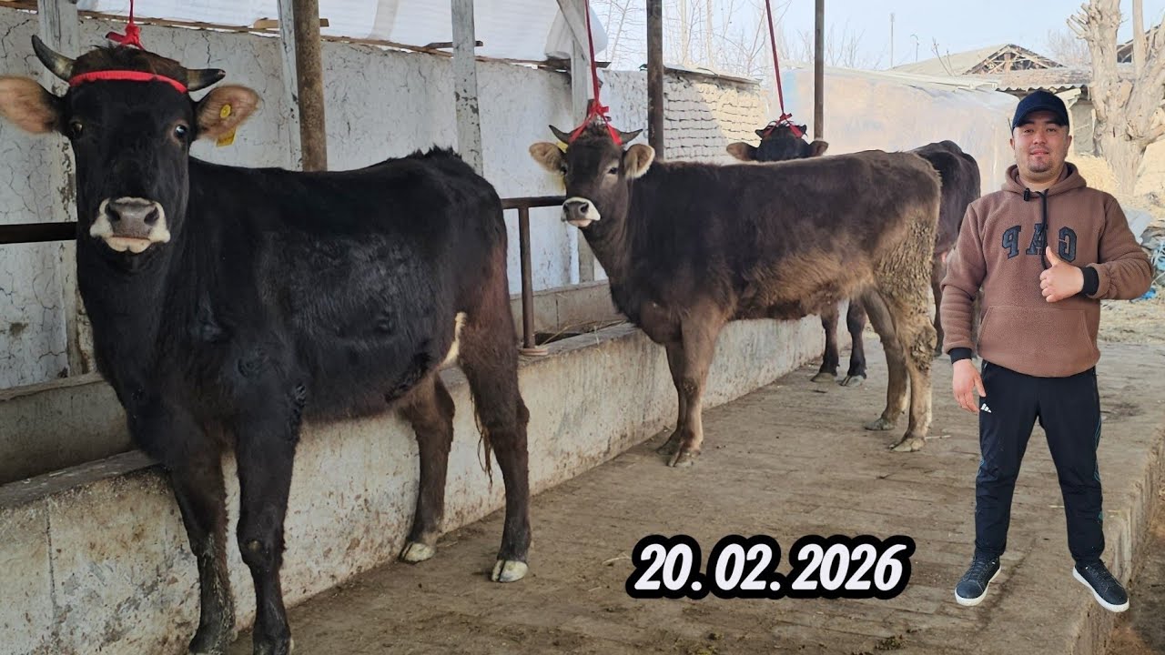 SHVEST TOZA QONLI YETUK BO‘G‘OZLAR🔥 ABROR AKADA YANGI PARTIYA ZO‘RLARI🔥