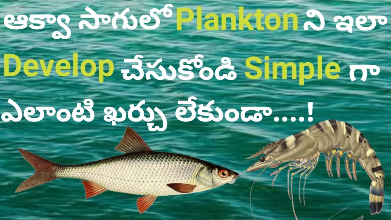 ఆక్వా సాగులో Plankton ని ఇలా Develop  చేస్కోండి Simple  గా ఎలాంటి ఖర్చు లేకుండా..! Neworldlife