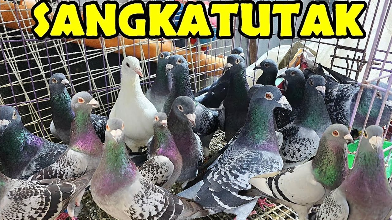 SANGKATUTAK
