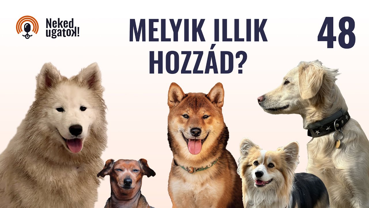 Így válassz kutyát (az általunk ismert legtutibb módszer)! | #48