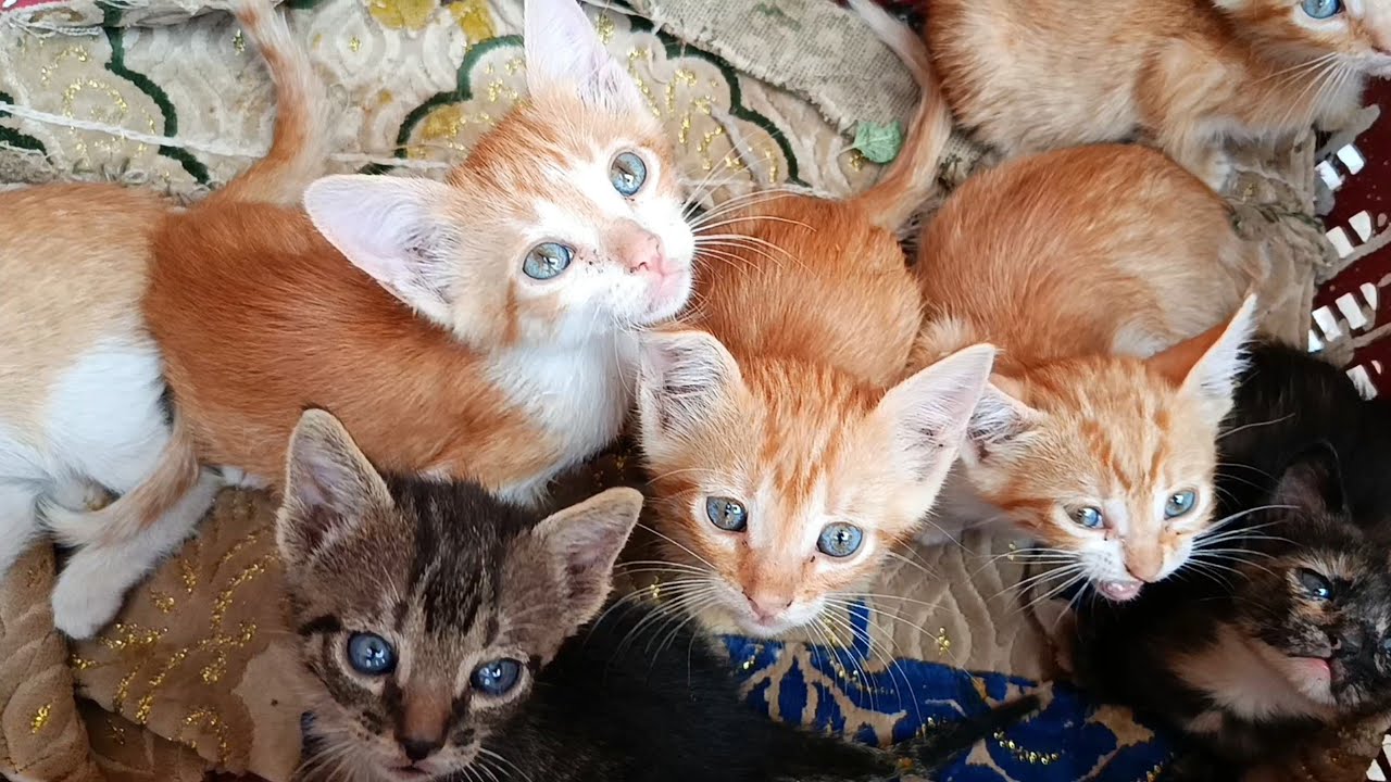 Six kittens quickly bonded with two orphaned kittens after their mother cat warmly adopted them
