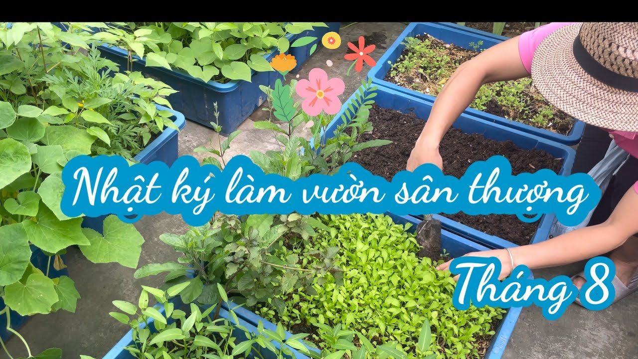 088 LÀM VƯỜN SÂN THƯỢNG tháng 8, trồng rau, thu hoạch, trồng dưa lưới vô lối, làm đất trồng cây bưởi