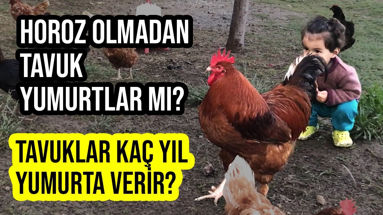 TAVUKLAR KAÇ YIL YUMURTLAR? | HOROZ OLMADAN TAVUK YUMURTLARMI | BİSİKLETLİ REHBERE VİDEO GÖNDERDİK !