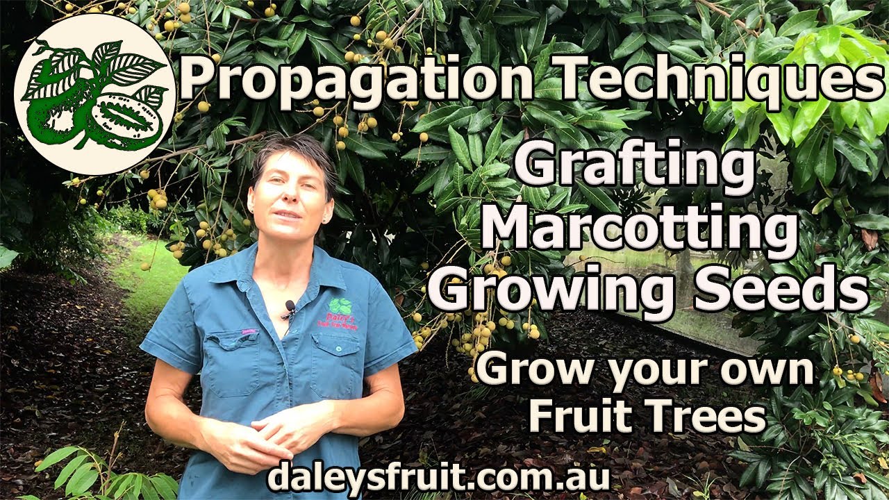 Propagation Techniques Explained. Understand Grafting, Marcotting and Growing Fruit Trees From Seed.