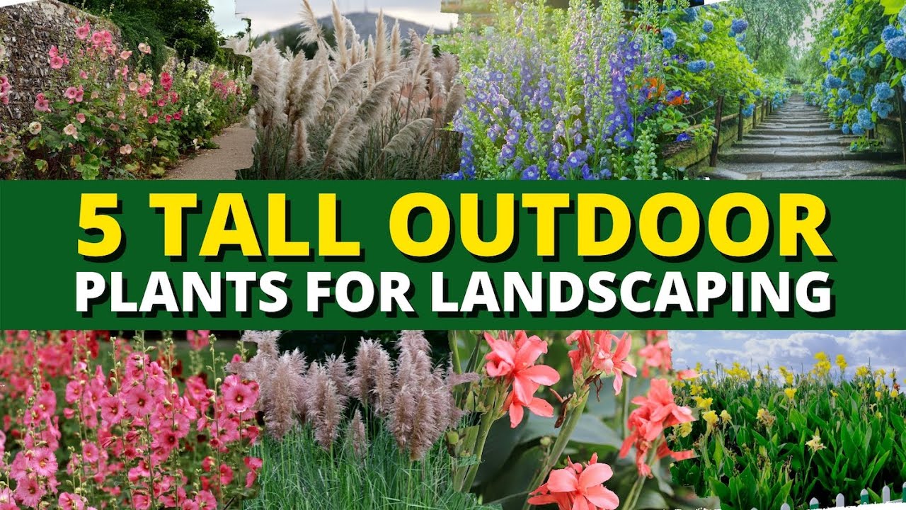 Top 5 Tall Outdoor Plants for Landscaping 🍃🌿