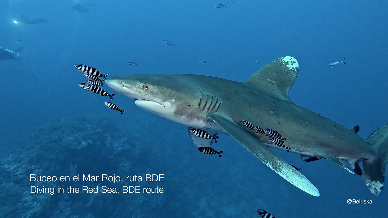 Buceo en el Mar Rojo, ruta BDE - Diving in the Red Sea, BDE route