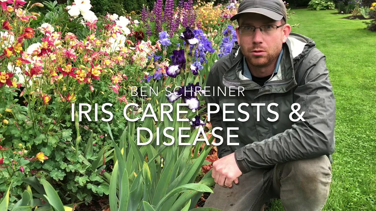 Iris Care: Pests and Disease
