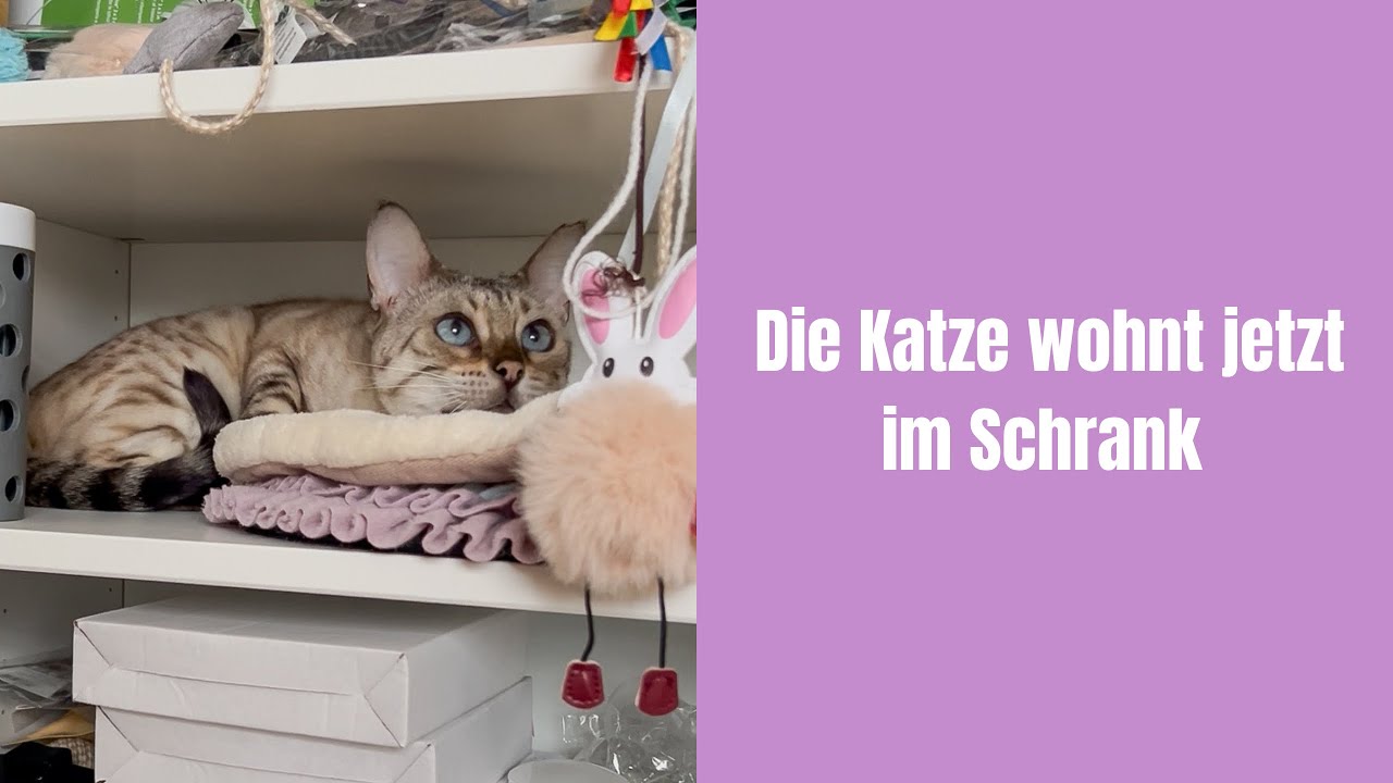 Die Katze wohnt jetzt im Schrank ￼#katze #katzenvideos #katzenaufyoutube #bengalkatze #miau #katzen 