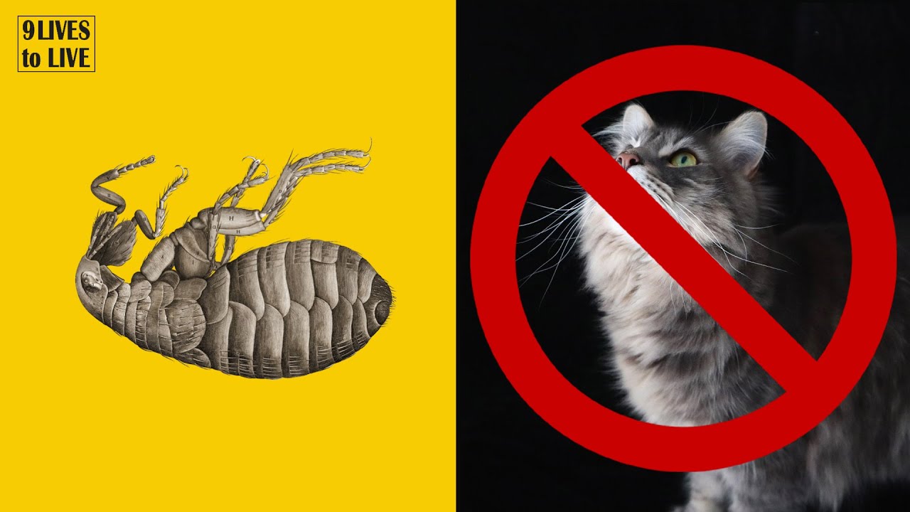 Do Flea Treatments Hurt Your Cat?