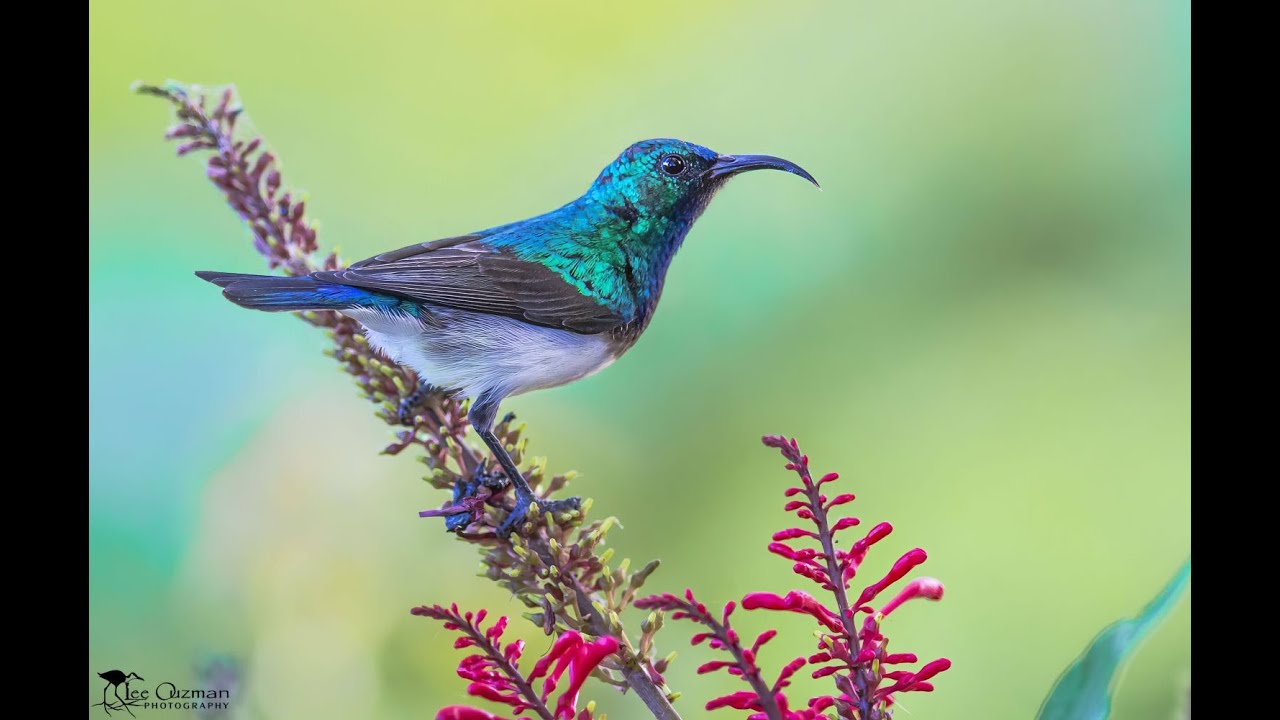 Birds (& Beasts) of Botswana