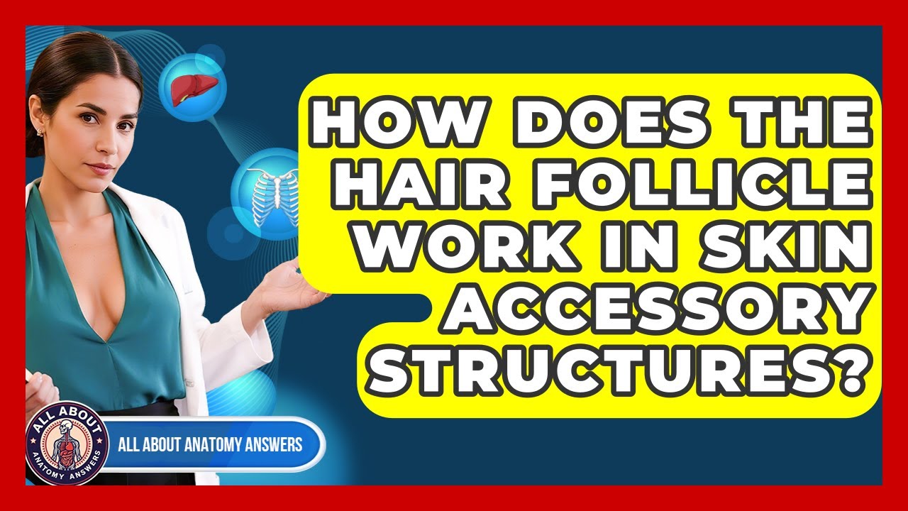 How Does The Hair Follicle Work In Skin Accessory Structures? - All About Anatomy Answers