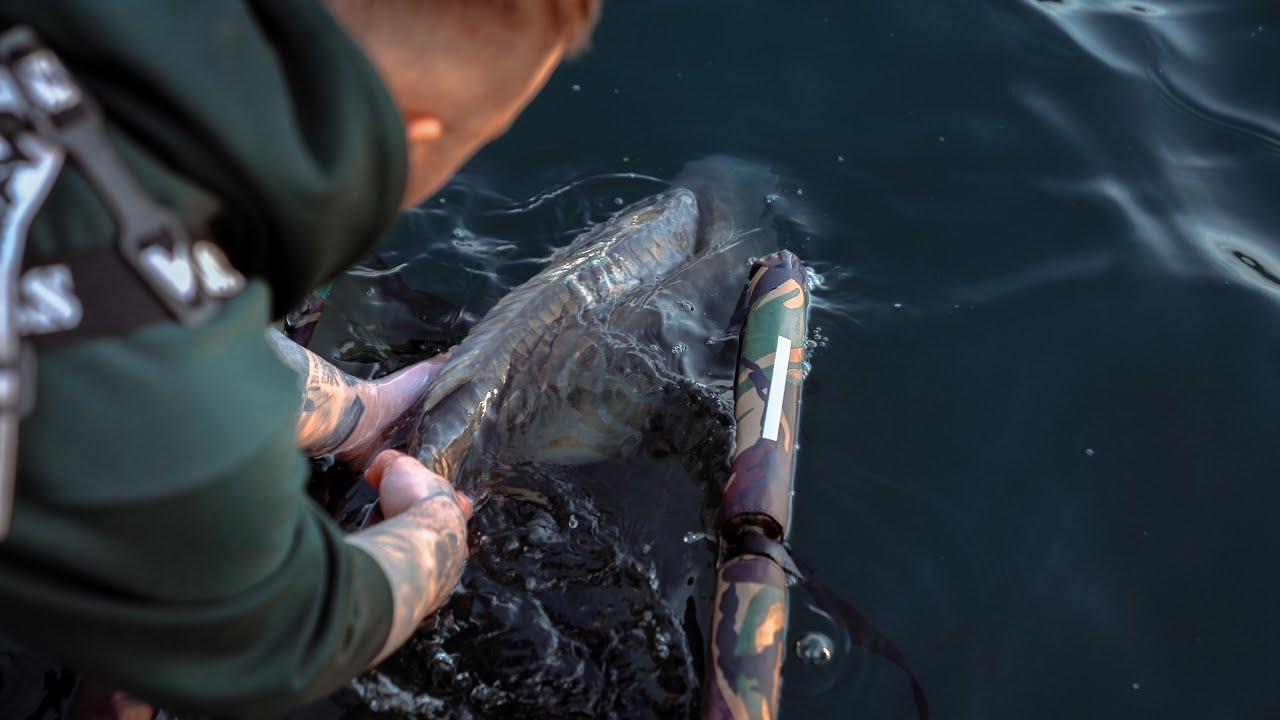 EPISODE 1: Solids VS Singles @ Trent View Carp Fisheries