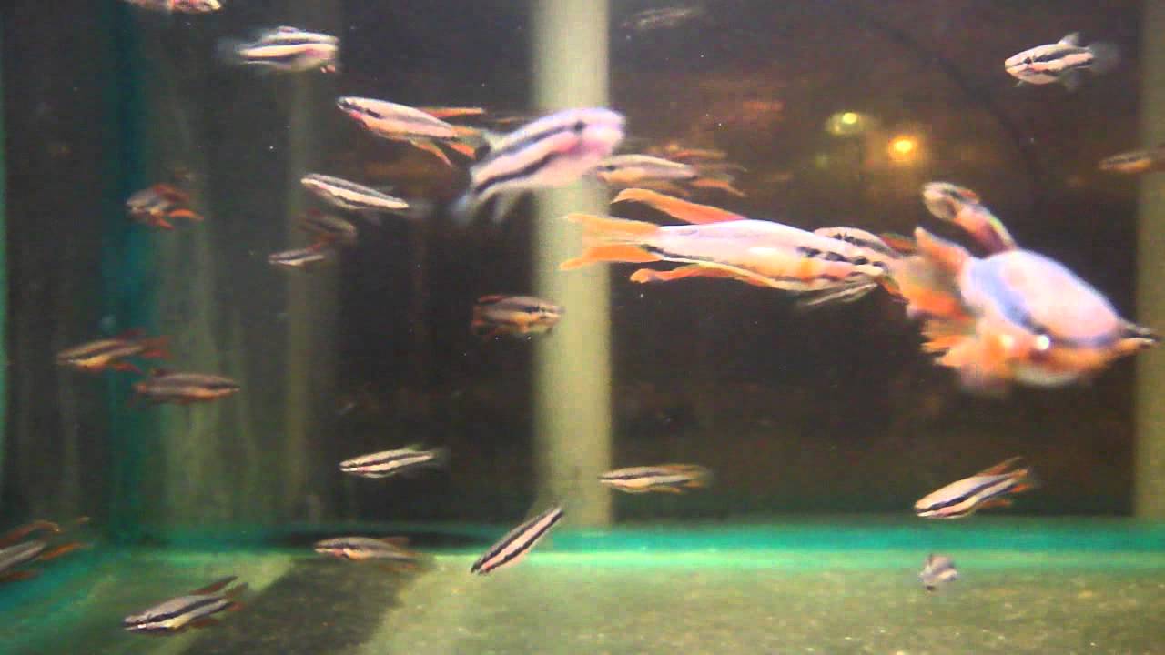 3cm Aphosemion Bitaeniatum Ijebu-Ode G. BR.