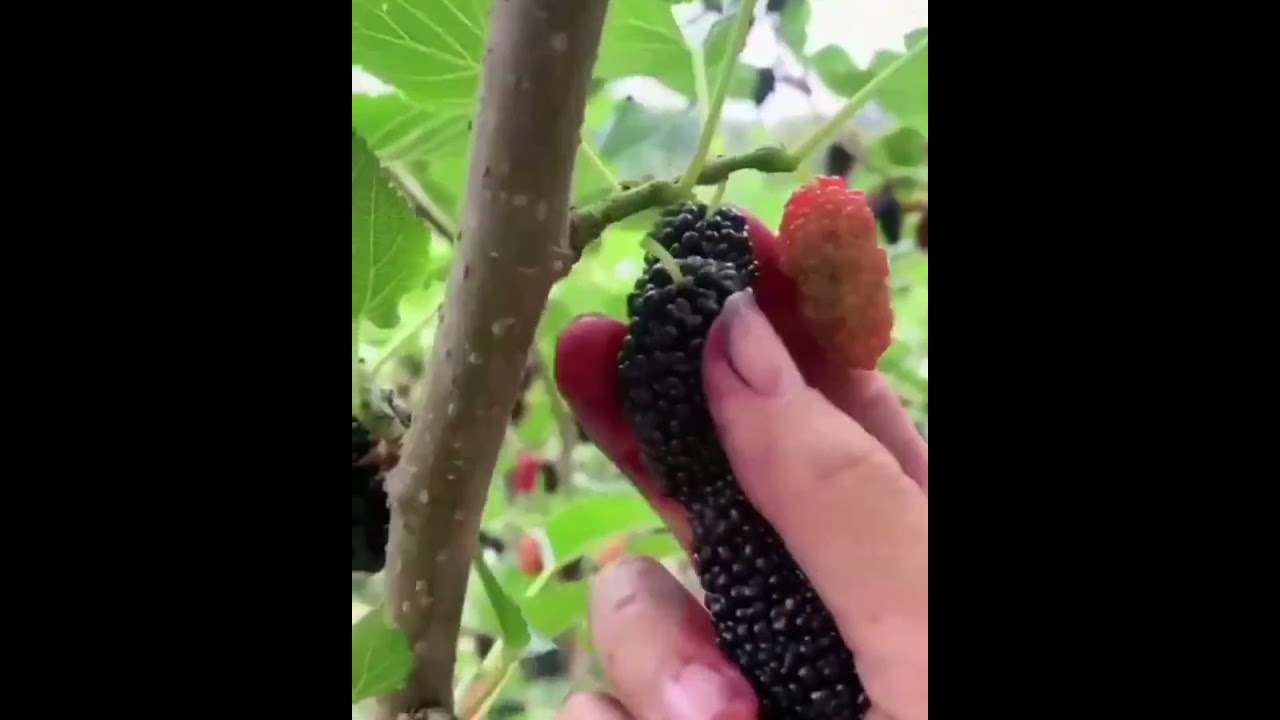 शहतूत का नया किस्म mulberry fruit harvesting |shtut ka Paudha |shahtoot Ke ped #shorts