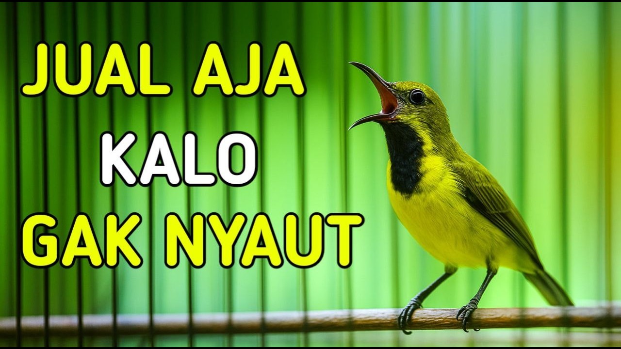 Jual aja atau lepasin kalo gak respon, pancingan sogon ampun bikin gacor ngleper