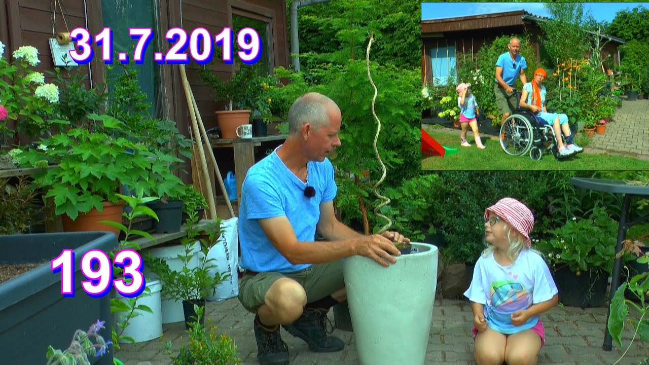 Ab in den Garten Zuckererbsen einpflanzen und Düngen mit frischen Grün im Möhrenbeet