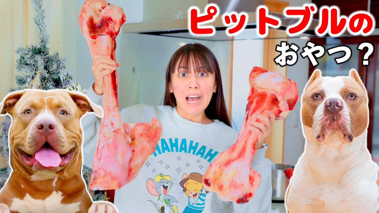 ロッキーとレイに巨大な骨をサプライズ！デカすぎてあげるまで大変💦反応は？【アメリカンピットブル】