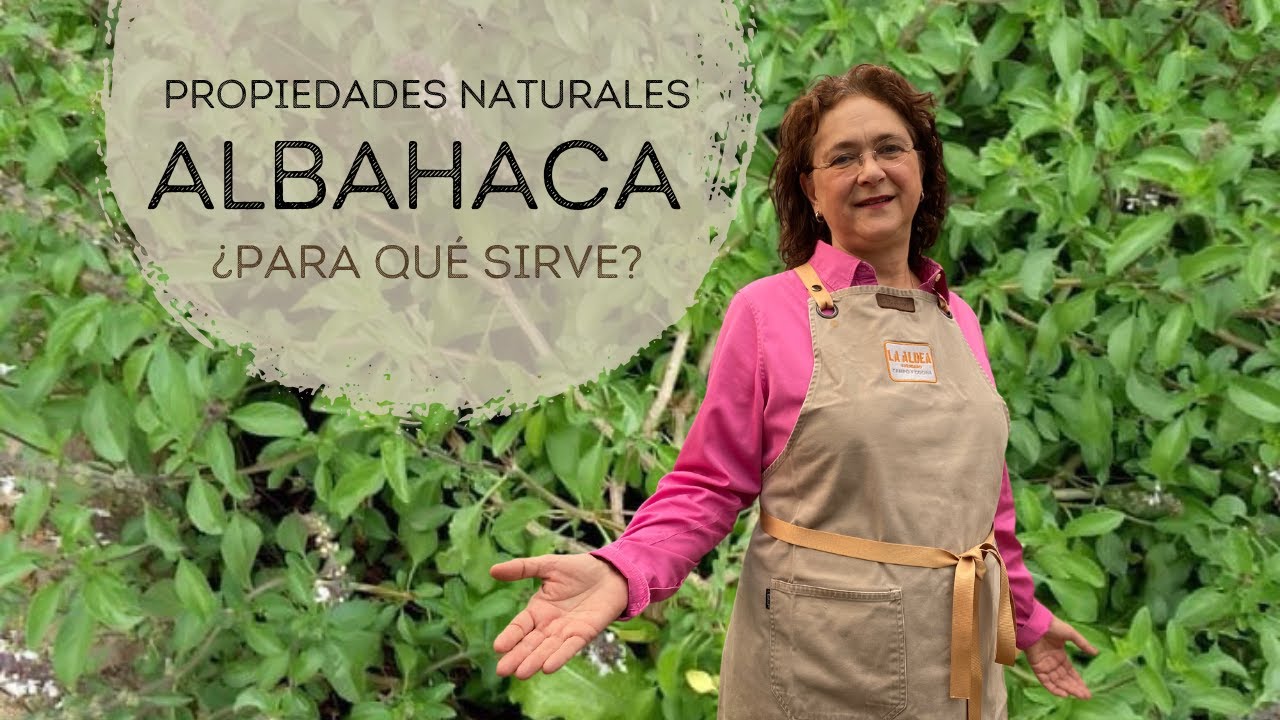 ¿Conocías los usos medicinales de la albahaca?