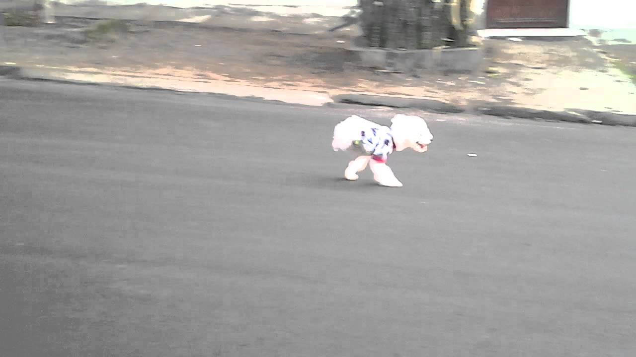 Perro nace sin sus patas traseras y aprende a caminar solo en dos patas