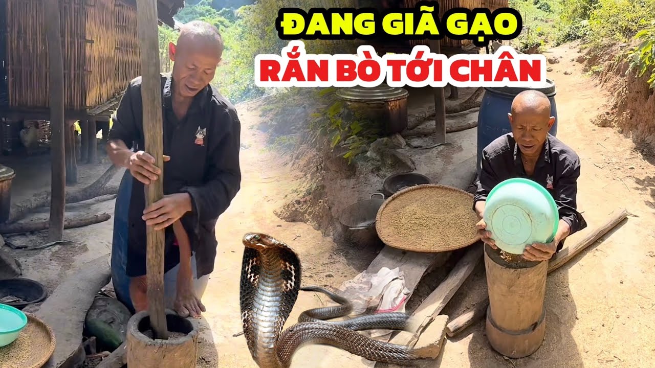 Đang Giã Gạo Làm Cơm Bỗng Nhiên Có CON RẮN Lại Gần Ngay Chân Anh