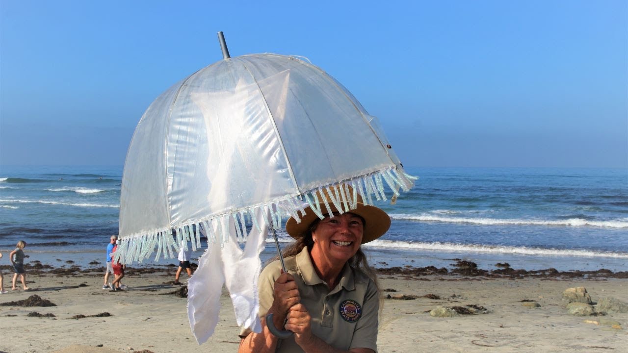 WORLD OCEAN WEEK: Jellies: Sensational, Stinging Survivalists