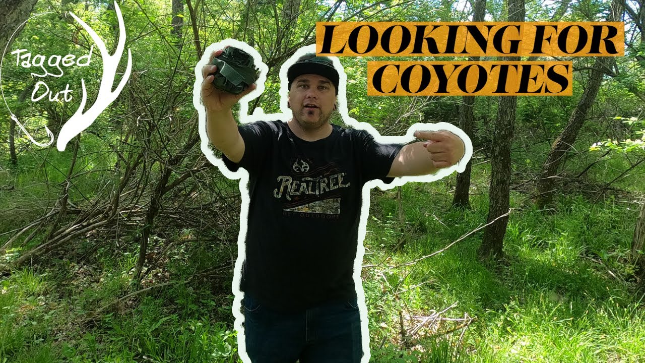 Putting out trail cams to find coyotes