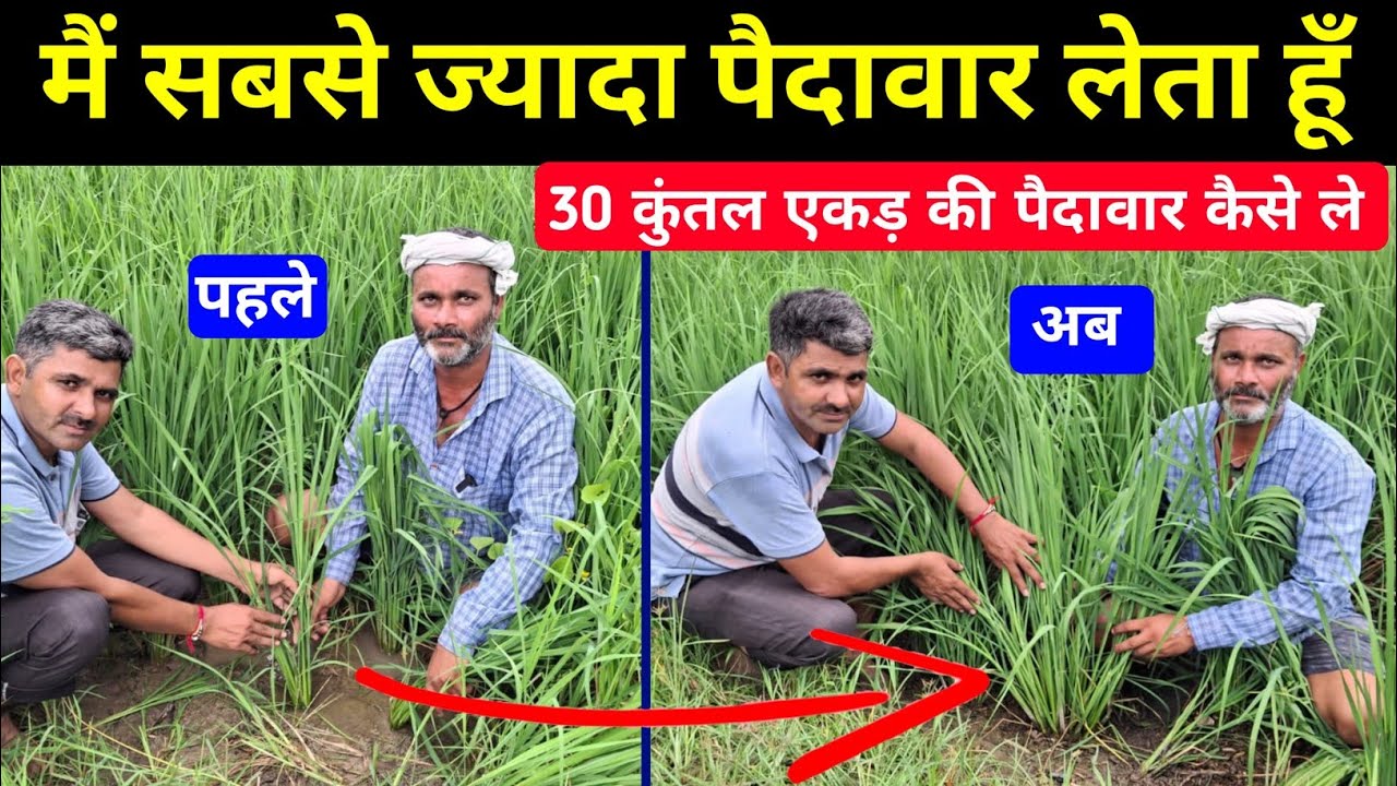 धान में 30 कुंतल एकड़ की पैदावार कैसे लें/धान में कल्ले बढ़ाने की दवा/धान पैदावार बढ़ाने का फॉर्मूला