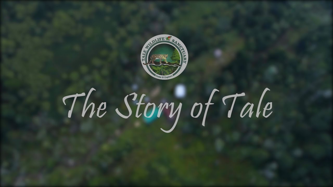 THE STORY OF TALE  | TALE WILDLIFE SANCTUARY | Arunachal Pradesh | ZIRO | FULL DOCUMENTARY