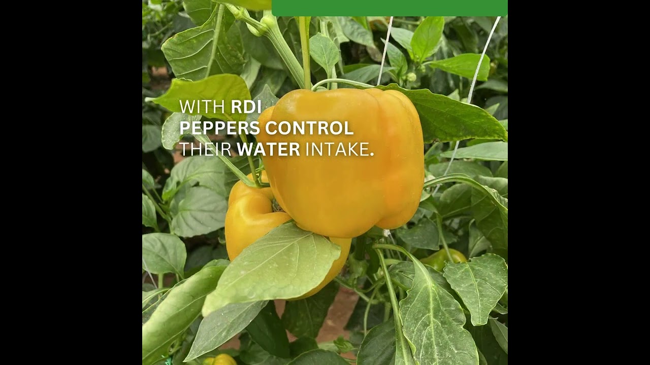RDI System precise irrigation