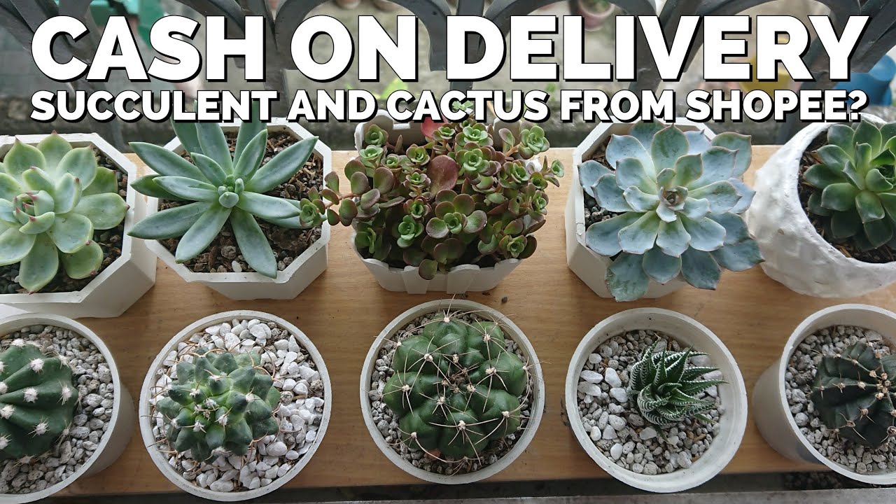 Unboxing Succulent and Cactus from Shopee - Urban Gardening Manila