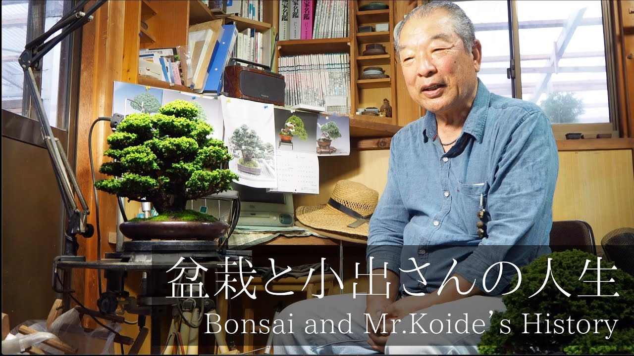 [盆栽の先輩に聴く] 石化ヒノキの達人。小出氏