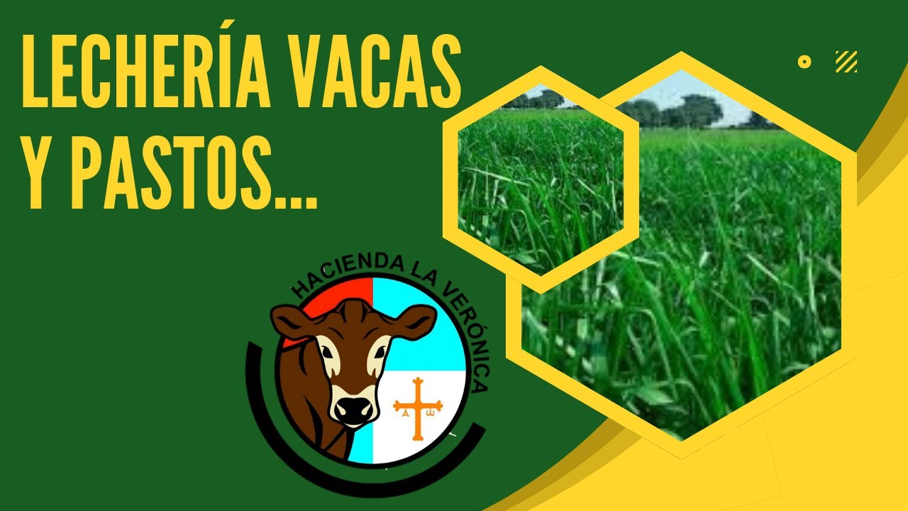 LA IMPORTANCIA DEL PASTO MOMBASA EN LECHERIA
