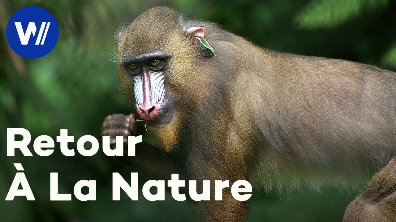 Au Gabon, des mandrills retrouvent la nature après avoir passé des années en captivité (Doc complet)