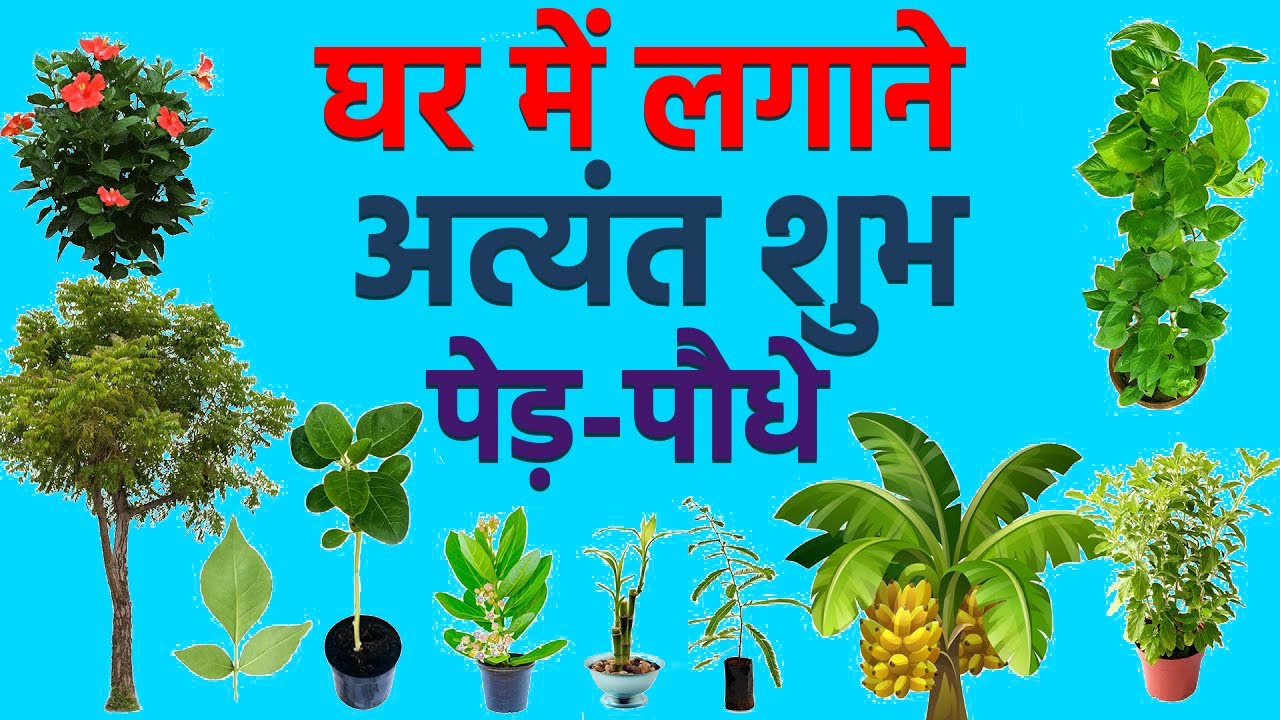 घर में इन पेड़-पौधों को लगा लो ये अत्यंत सुभ होते है | Vastu gyata