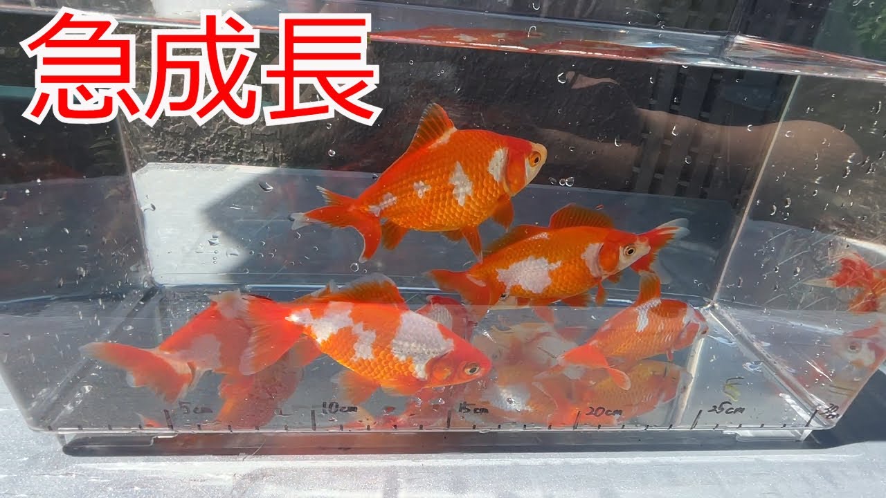 更紗和金が驚きの成長を見せてくれました！この迫力を見てほしい！！