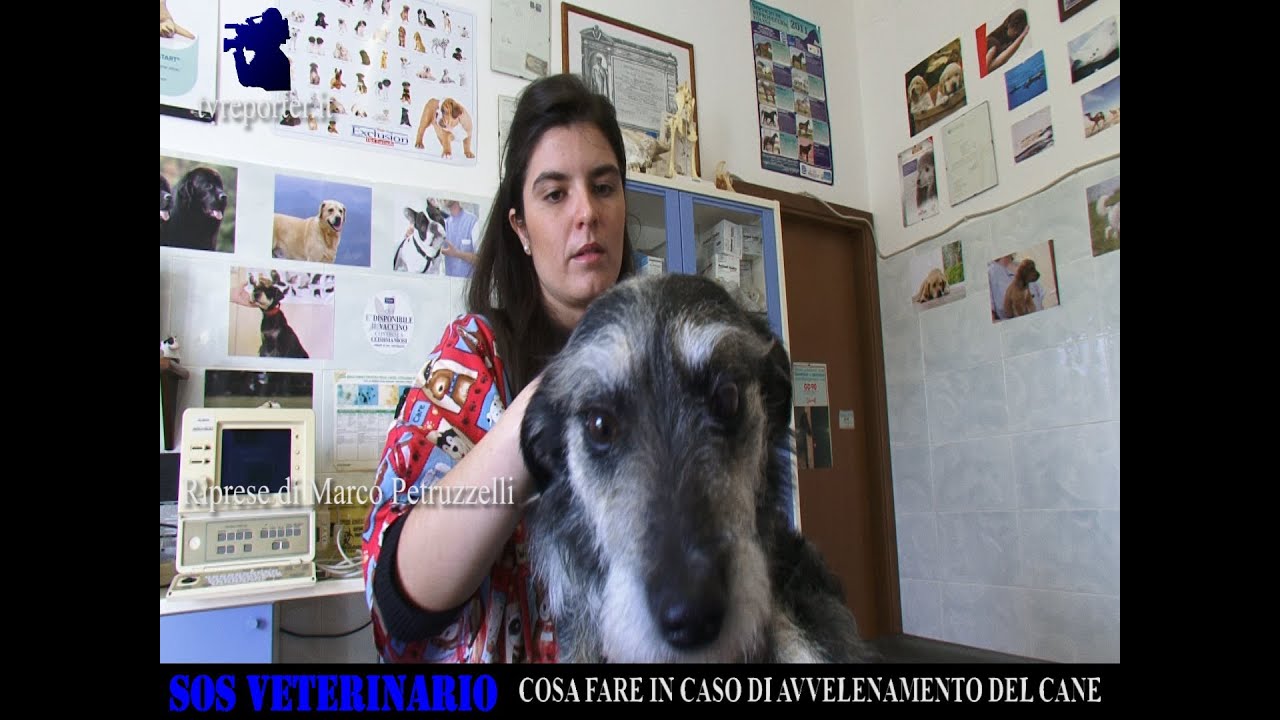 SALVARE UN CANE: IN CASO DI AVVELENAMENTO  -SOS VETERINARIO