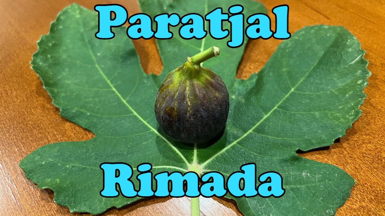 Paratjal Rimada Fig Tasting