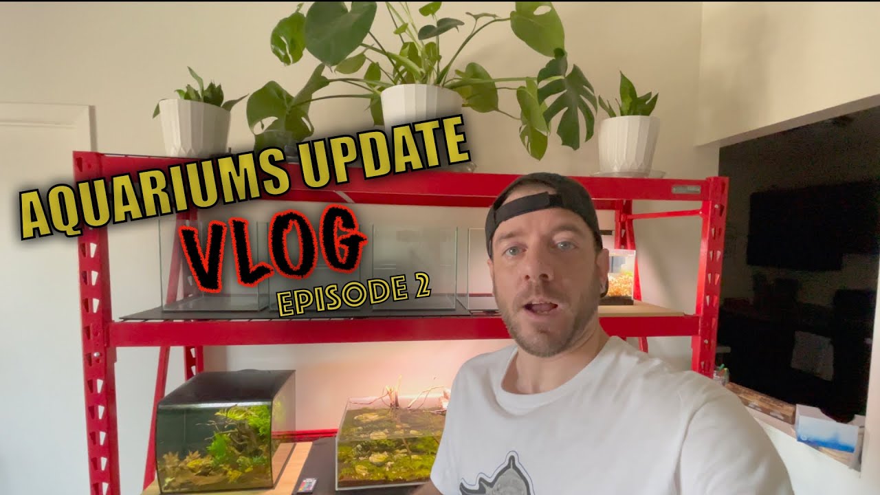 Aquarium Update VLOG - Episode 2 - Future Plans