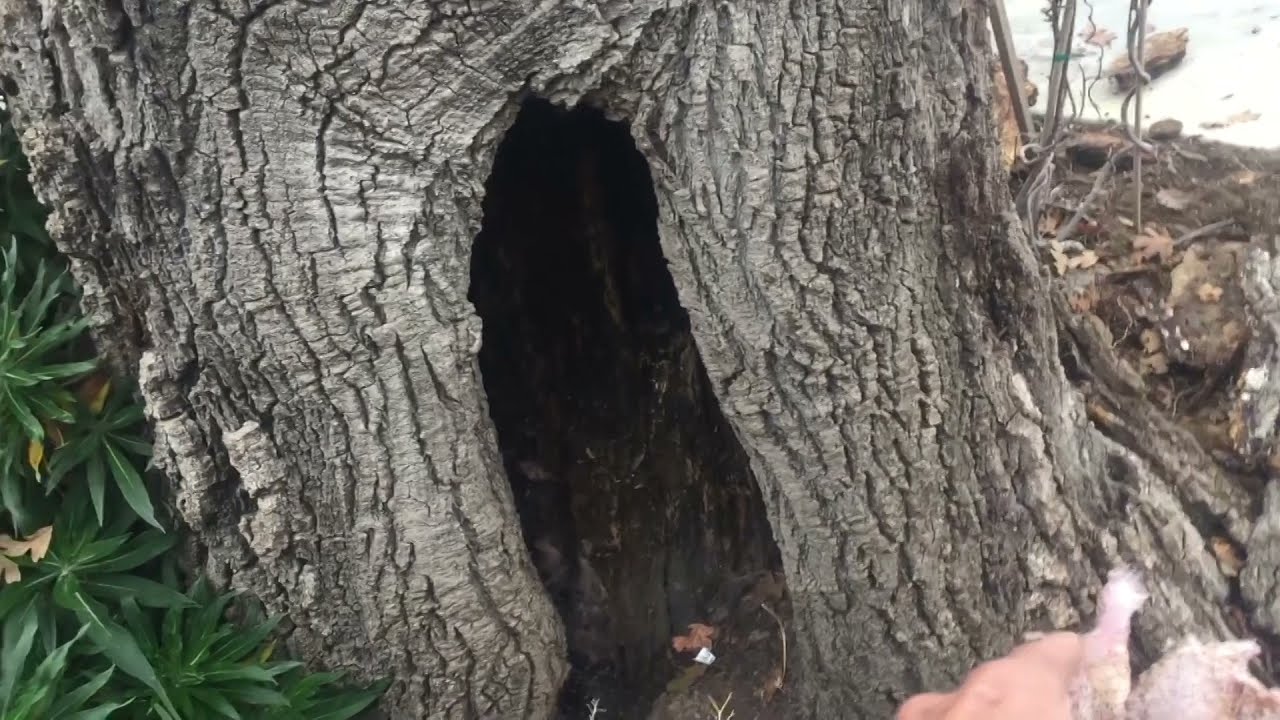 Valley Oak Inspection