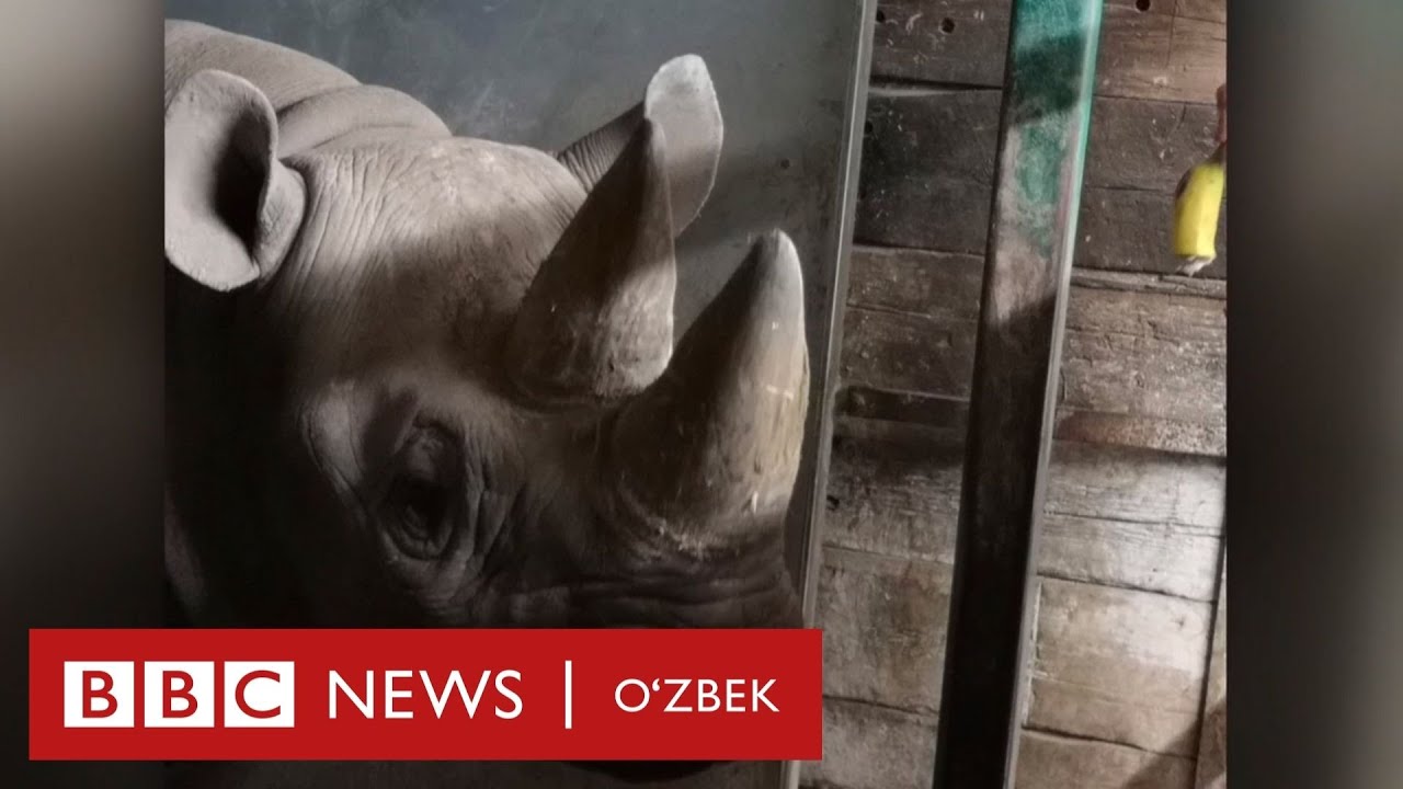 Дунё: Британиядаги каркидон Африкаги каркиндонларни сақлаб қолиш учун йўлга чиқди - BBC News O'zbek